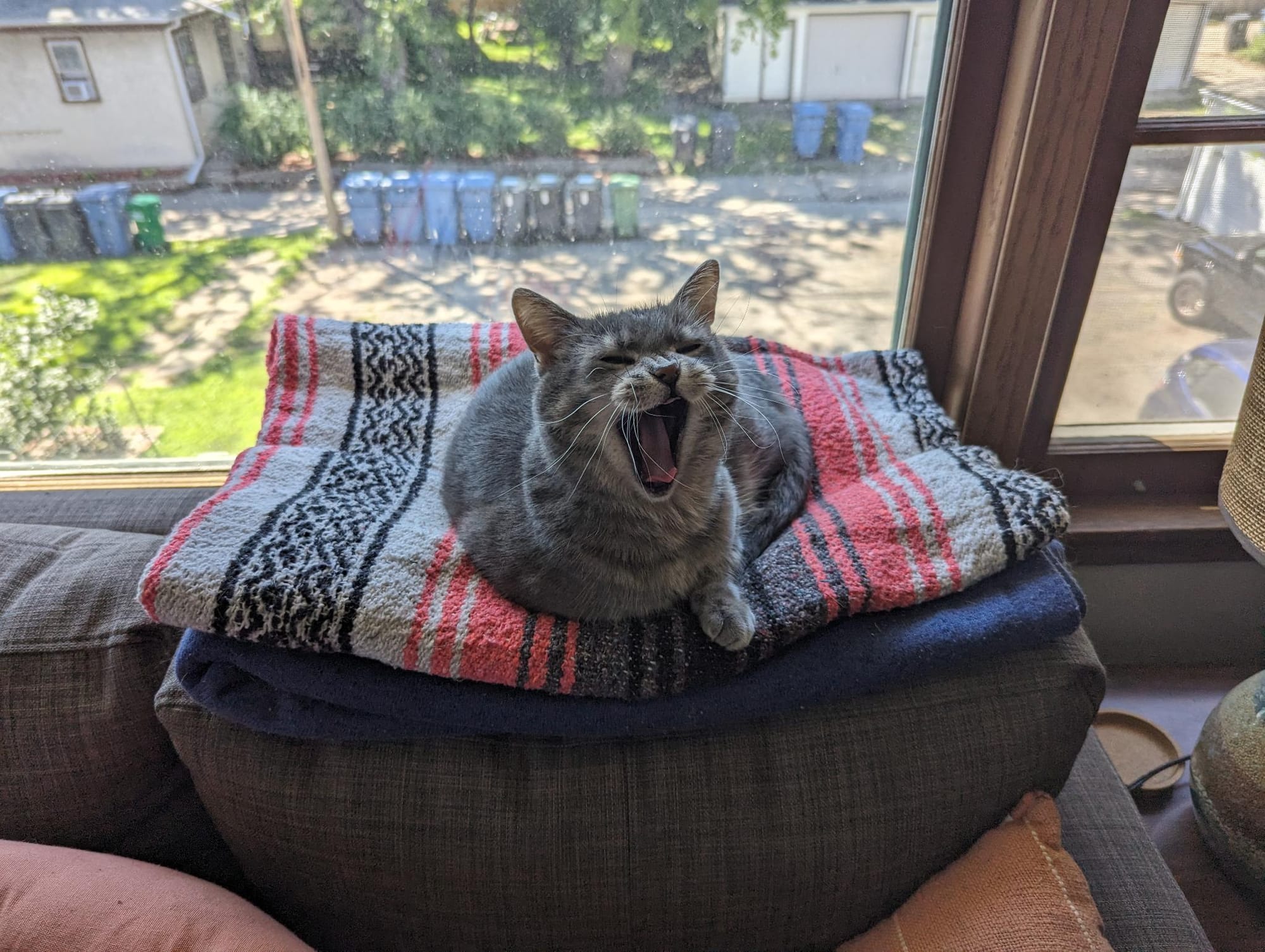 Masha, a gray cat, laying on a pile of blankets and yawning.
